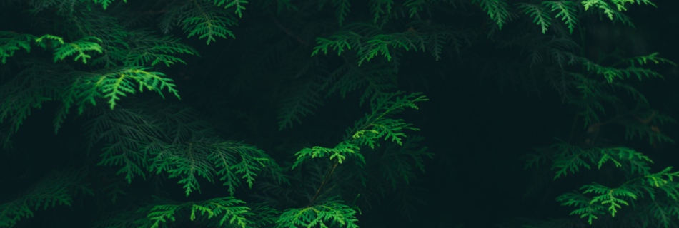 Yeshu Tera Pyar Chahiye: Prakash Prabhakar (येसु तेरा प्यार चाहिए)